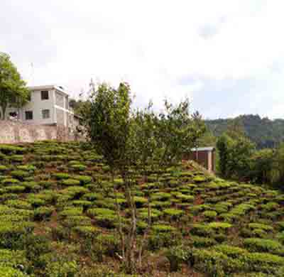 茶葉 茶葉